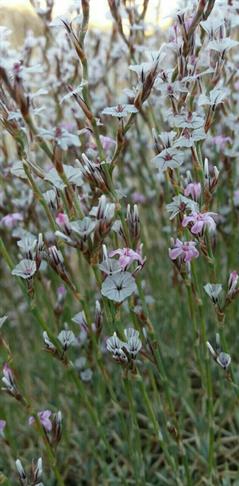 کلاه میرحسن زیگزاگی